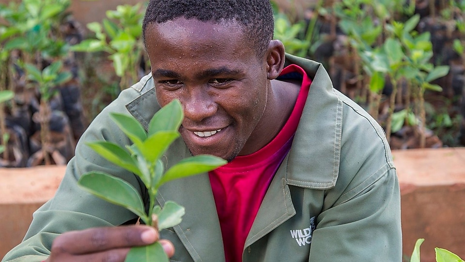 Man planting tree sapling