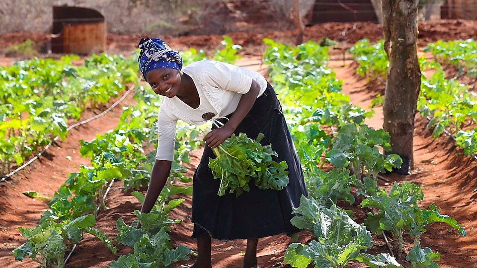 Lady planting a sapling